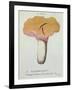 Hyprophyllum Aquifolii, Plate 38 from 'Iconographie Des Champignons De J. J. Paulet'-Fossier-Framed Giclee Print