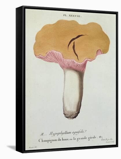 Hyprophyllum Aquifolii, Plate 38 from 'Iconographie Des Champignons De J. J. Paulet'-Fossier-Framed Stretched Canvas