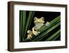 Hypsiboas Heilprini (Los Bracitos Treefrog)-Paul Starosta-Framed Photographic Print