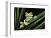 Hypsiboas Heilprini (Los Bracitos Treefrog)-Paul Starosta-Framed Photographic Print