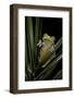 Hypsiboas Heilprini (Los Bracitos Treefrog)-Paul Starosta-Framed Photographic Print
