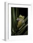 Hypsiboas Heilprini (Los Bracitos Treefrog)-Paul Starosta-Framed Photographic Print