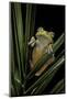 Hypsiboas Heilprini (Los Bracitos Treefrog)-Paul Starosta-Mounted Photographic Print