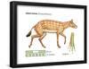 Hyracotherium (Eohippus), Extinct Dawn Horse, Mammals-Encyclopaedia Britannica-Framed Poster