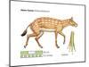 Hyracotherium (Eohippus), Extinct Dawn Horse, Mammals-Encyclopaedia Britannica-Mounted Poster