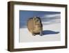 Hyrax (Procavia capensis) on white sand, Boulder's Beach, Cape Town, South Africa, Africa-G&M Therin-Weise-Framed Photographic Print