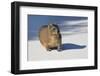 Hyrax (Procavia capensis) on white sand, Boulder's Beach, Cape Town, South Africa, Africa-G&M Therin-Weise-Framed Photographic Print