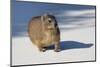 Hyrax (Procavia capensis) on white sand, Boulder's Beach, Cape Town, South Africa, Africa-G&M Therin-Weise-Mounted Photographic Print