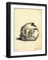 Hyrax Skull-null-Framed Giclee Print