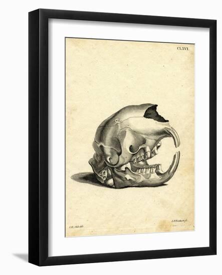 Hyrax Skull-null-Framed Giclee Print