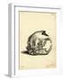 Hyrax Skull-null-Framed Giclee Print