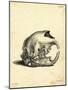 Hyrax Skull-null-Mounted Giclee Print