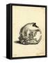 Hyrax Skull-null-Framed Stretched Canvas