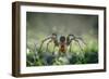 I Am Back to You-Erwin Astro-Framed Photographic Print