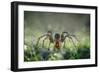 I Am Back to You-Erwin Astro-Framed Photographic Print