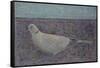 I am the Collared Dove-Ruth Addinall-Framed Stretched Canvas