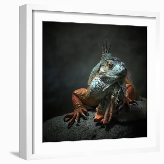 I Am the King. Who Else!?-Holger Droste-Framed Photographic Print