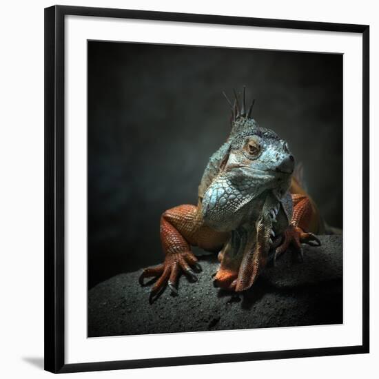 I Am the King. Who Else!?-Holger Droste-Framed Photographic Print