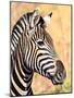 I Am White with Black Stripes.-WYNAND-Mounted Photographic Print