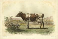 Vache De Salers-I. Bonheur-Art Print