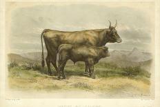 Vache De Salers-I. Bonheur-Laminated Premium Giclee Print