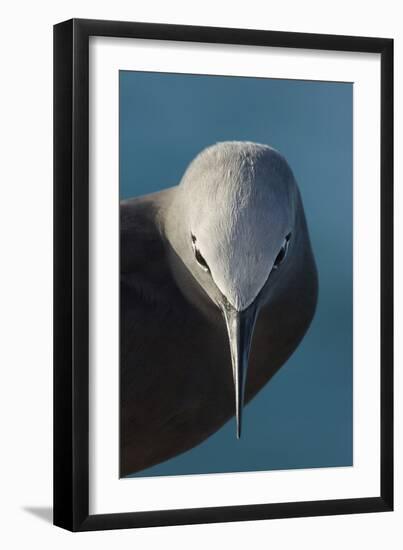 I Bow-Mathilde Guillemot-Framed Giclee Print