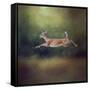 I Can Fly White Tailed Fawn-Jai Johnson-Framed Stretched Canvas