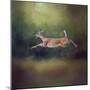 I Can Fly White Tailed Fawn-Jai Johnson-Mounted Giclee Print