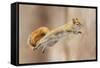 I Can Fly!-Mircea Costina-Framed Stretched Canvas