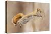 I Can Fly!-Mircea Costina-Stretched Canvas