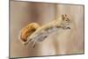 I Can Fly!-Mircea Costina-Mounted Photographic Print