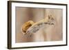 I Can Fly!-Mircea Costina-Framed Photographic Print