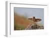 I Can Fly!!!-Muayad Amer-Framed Photographic Print