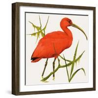 I For Ibis-Kenneth Lilly-Framed Giclee Print