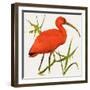 I For Ibis-Kenneth Lilly-Framed Giclee Print