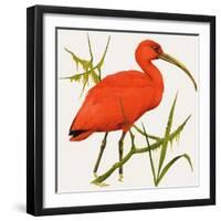 I For Ibis-Kenneth Lilly-Framed Giclee Print