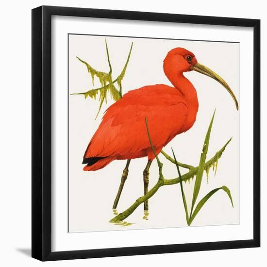 I For Ibis-Kenneth Lilly-Framed Giclee Print