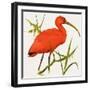 I For Ibis-Kenneth Lilly-Framed Giclee Print