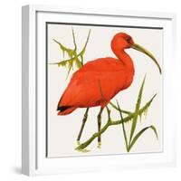 I For Ibis-Kenneth Lilly-Framed Giclee Print