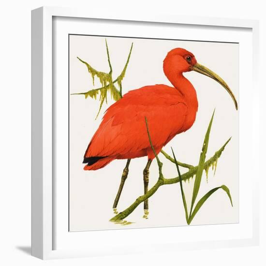 I For Ibis-Kenneth Lilly-Framed Giclee Print