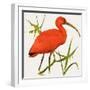 I For Ibis-Kenneth Lilly-Framed Giclee Print