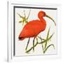 I For Ibis-Kenneth Lilly-Framed Giclee Print