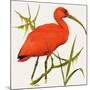 I For Ibis-Kenneth Lilly-Mounted Giclee Print
