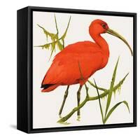 I For Ibis-Kenneth Lilly-Framed Stretched Canvas