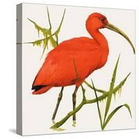 I For Ibis-Kenneth Lilly-Stretched Canvas