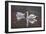 I Got You Babe-Bruce Dumas-Framed Giclee Print