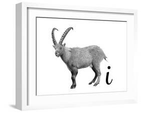 I is for Ibex-Stacy Hsu-Framed Art Print