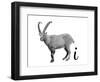 I is for Ibex-Stacy Hsu-Framed Art Print