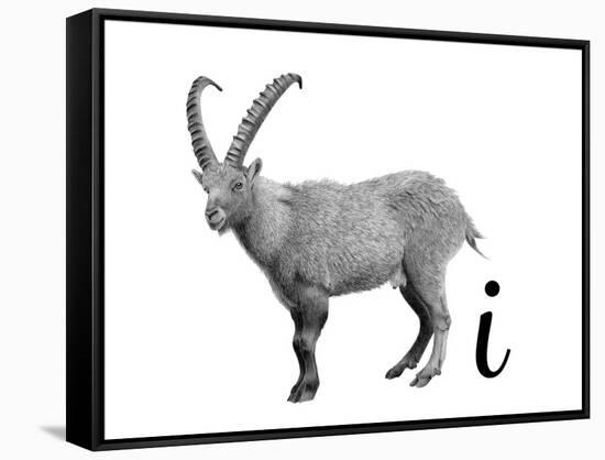 I is for Ibex-Stacy Hsu-Framed Stretched Canvas