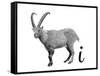 I is for Ibex-Stacy Hsu-Framed Stretched Canvas